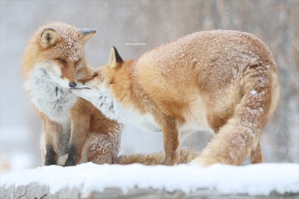 揚げパンみたいなキツネ