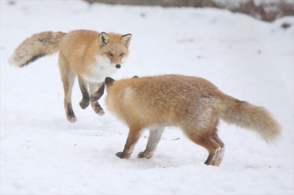 揚げパンみたいなキツネ