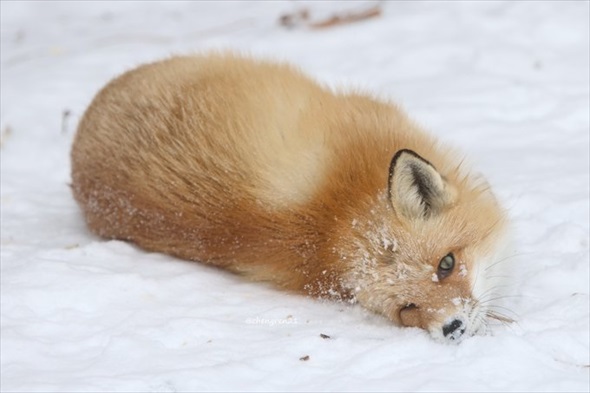 揚げパンみたいなキツネ