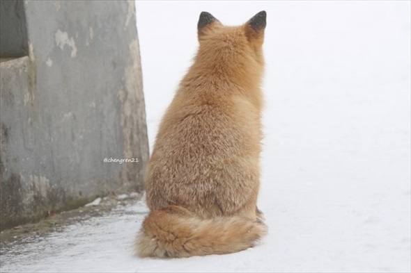 揚げパンみたいなキツネ