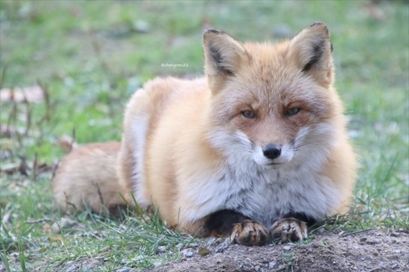 揚げパンみたいなキツネ