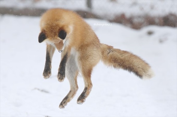 揚げパンみたいなキツネ