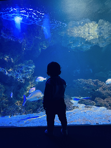 水族館の写真