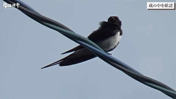 ツバメのアップ