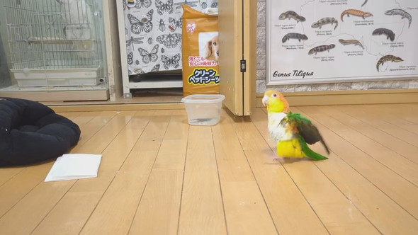 ごきげんな様子で歩くシロハラインコ