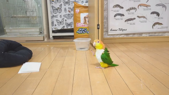 ごきげんな様子で歩くシロハラインコ