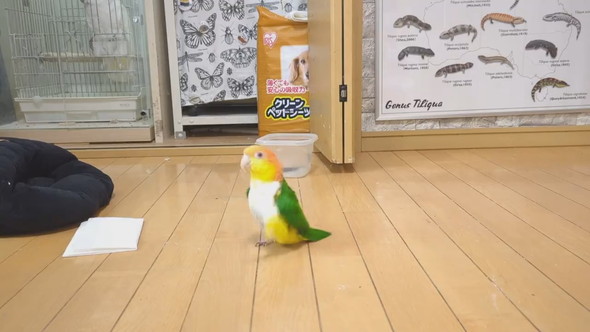ごきげんな様子で歩くシロハラインコ