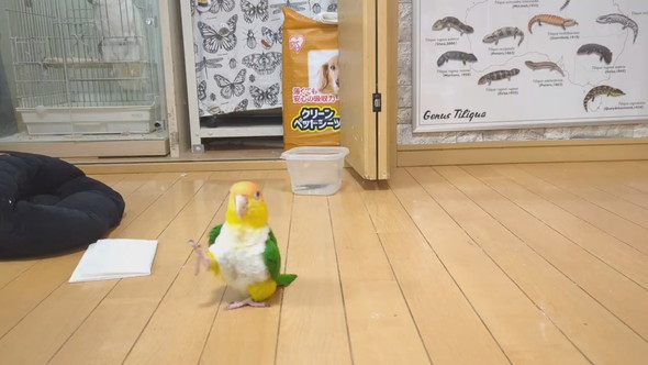 ごきげんな様子で歩くシロハラインコ
