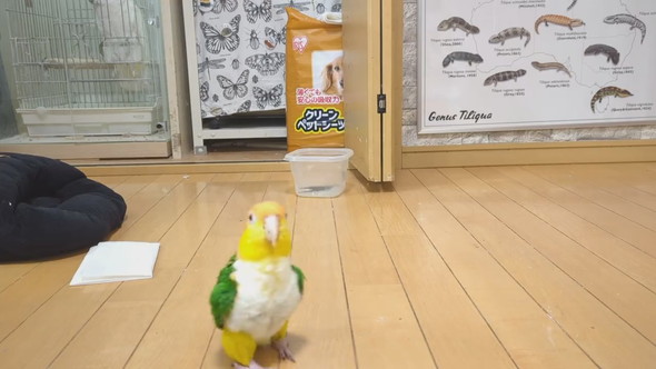 ごきげんな様子で歩くシロハラインコ