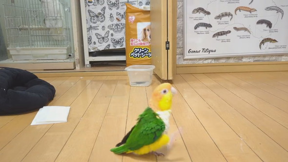 ごきげんな様子で歩くシロハラインコ