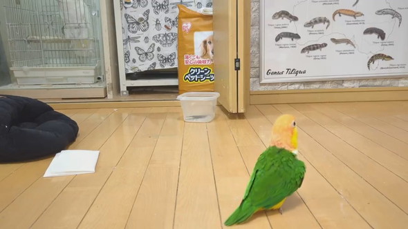ごきげんな様子で歩くシロハラインコ