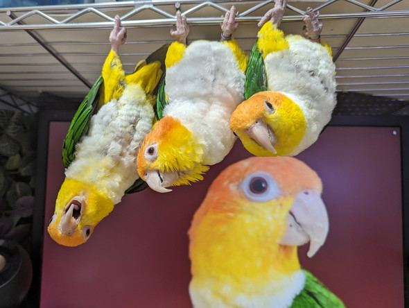 シロハラインコの家族