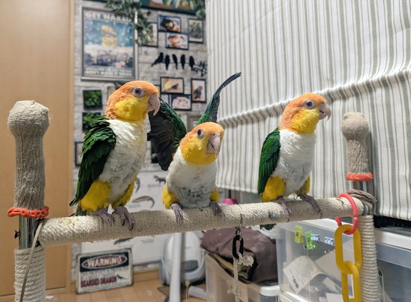 シロハラインコの家族