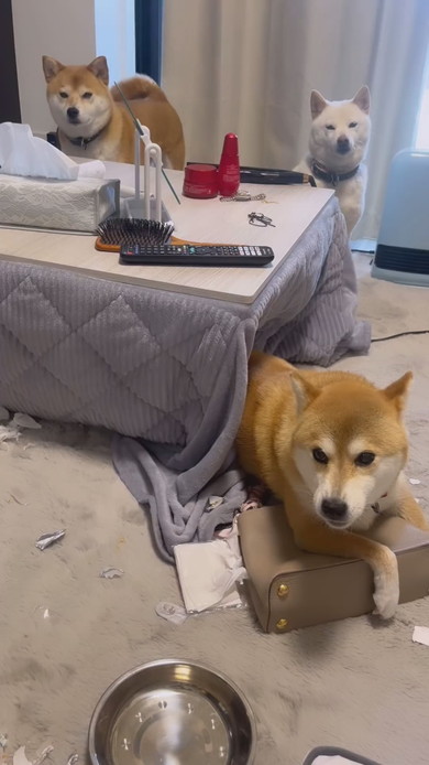 バッグを守る柴ワンコ