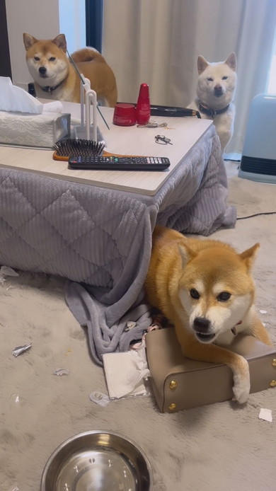 バッグを守る柴ワンコ