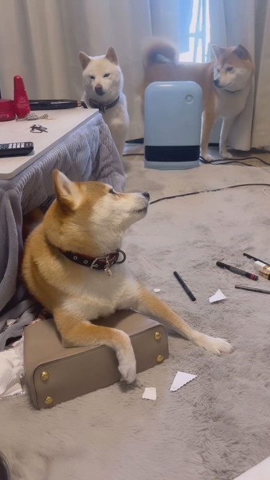 バッグを守る柴ワンコ