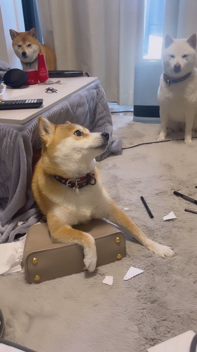 バッグを守る柴ワンコ