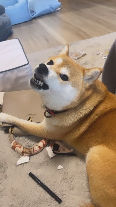 バッグを守る柴ワンコ