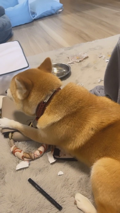 バッグを守る柴ワンコ