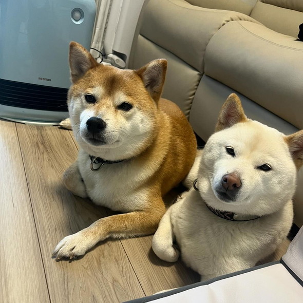 寄り添う2匹の柴ワンコ