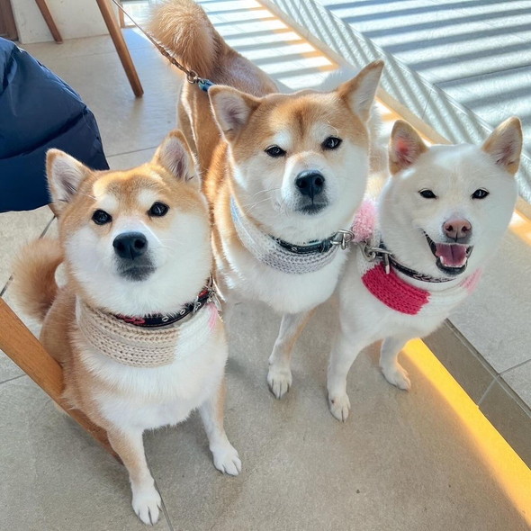 並ぶ3匹の柴ワンコ
