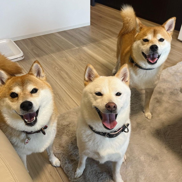笑顔の柴ワンコ3匹