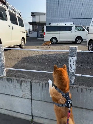キツネを見る犬
