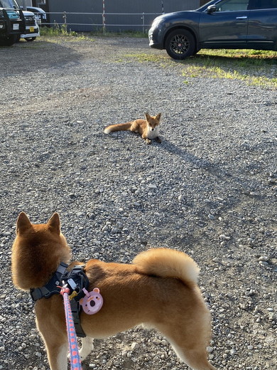 キツネを見る犬