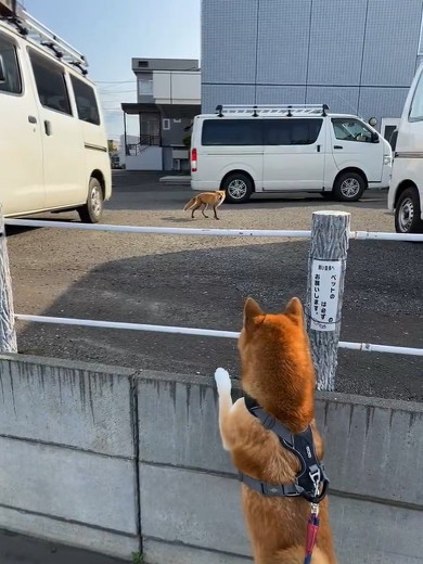 犬に吠えるキツネ