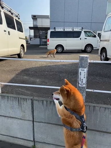 キツネに吠えられた犬
