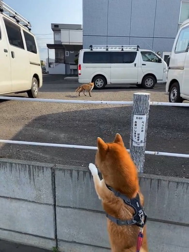 キツネを見る犬