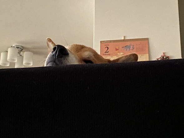 マズルをのせた犬