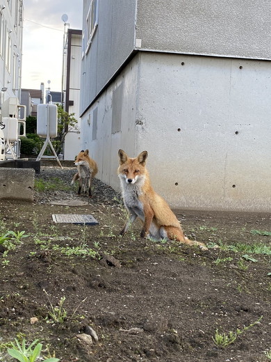 街にいるキツネ