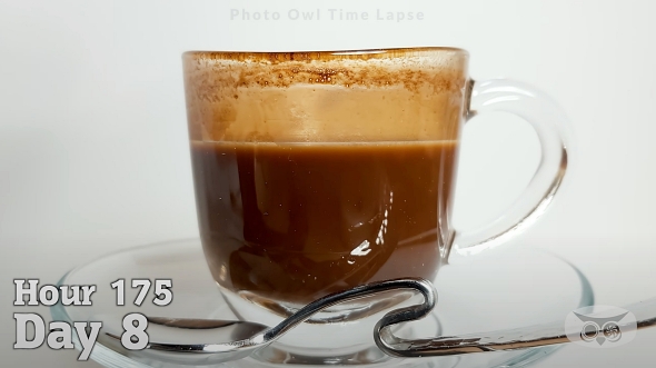 タイムラプス 観察 コーヒー