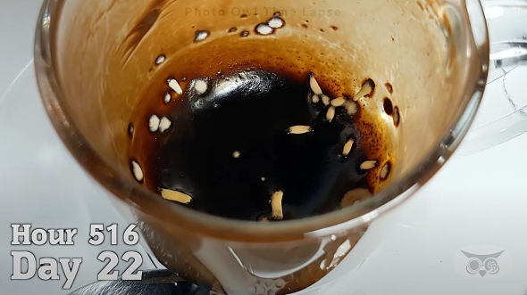 タイムラプス 観察 コーヒー