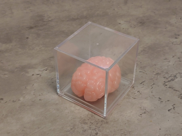 キャンドゥ セリア ぷにゅグニョ 脳みそ おもちゃ 100均