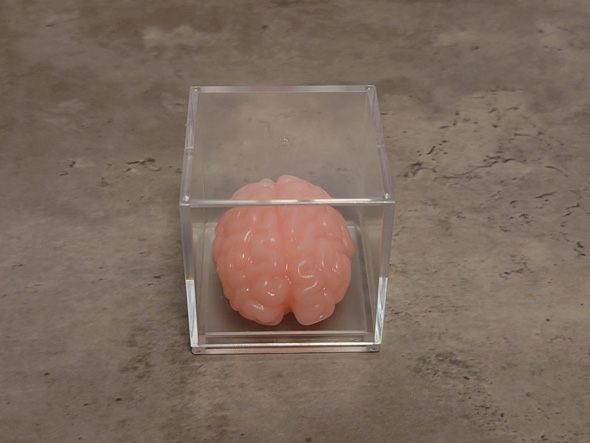 キャンドゥ セリア ぷにゅグニョ 脳みそ おもちゃ 100均