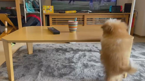 テーブルの上が気になって後ろ足立ちになるワンコ