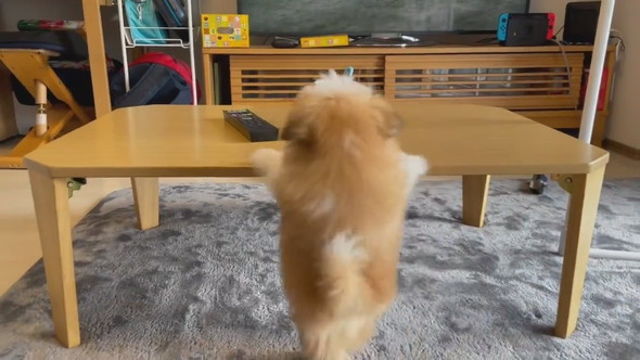 テーブルの上が気になって後ろ足立ちになるワンコ