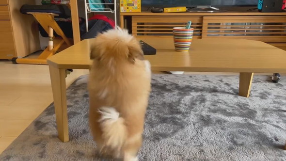 テーブルの上が気になって後ろ足立ちになるワンコ