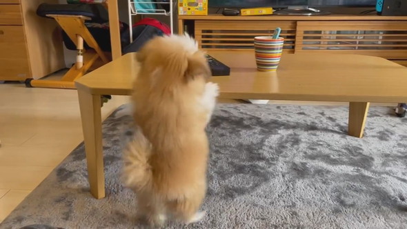 テーブルの上が気になって後ろ足立ちになるワンコ