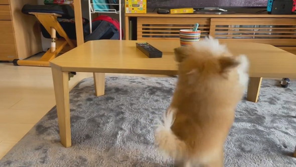 テーブルの上が気になって後ろ足立ちになるワンコ