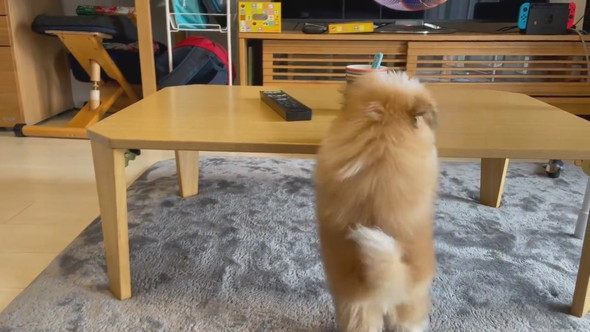 テーブルの上が気になって後ろ足立ちになるワンコ