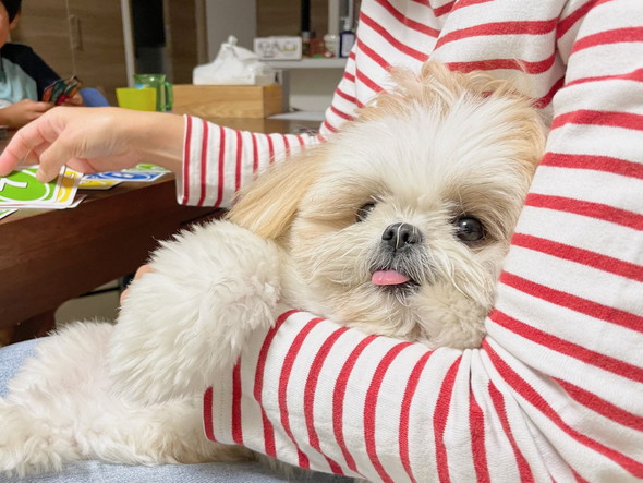 飼い主さんの腕の中で落ち着くワンコ