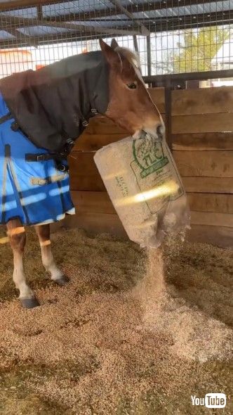 厩舎に敷料を撒くウマ