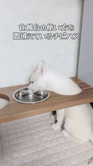 食餌台の使い方を間違えているワンコ