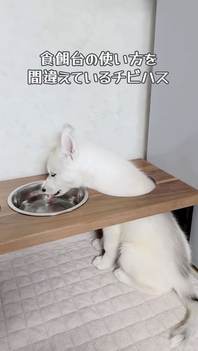 食餌台の使い方を間違えているワンコ