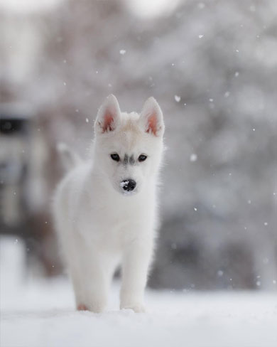 雪の中で遊ぶ子犬