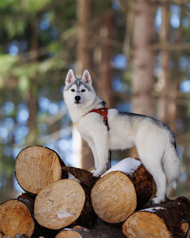 成長したワンコ