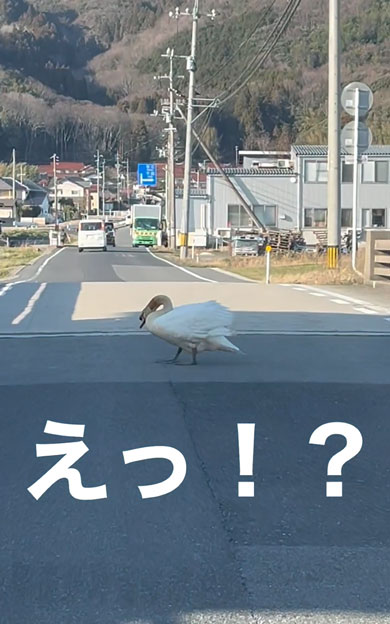 道路を横断する白鳥